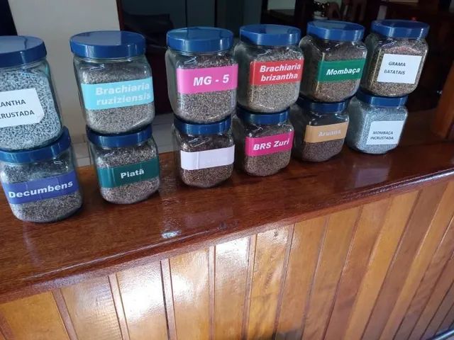 Sementes para pastagem  - Foto 5