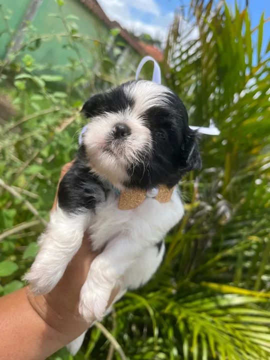 SHIH TZU MACHO  - Foto 2