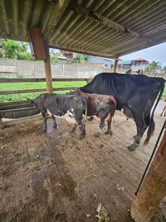 Mini vacas legítimas. Criação especializada 