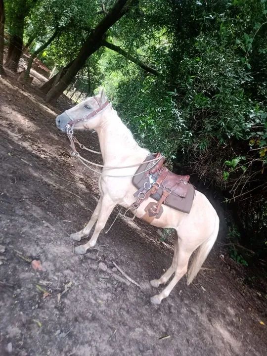 Égua baia para Venda - Foto 2