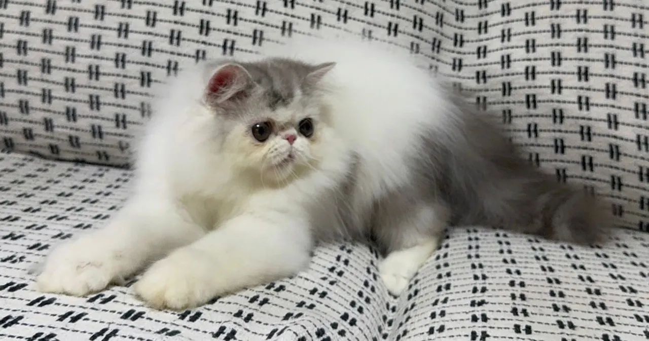 Gato persa disponível com pedigree  - Foto 5