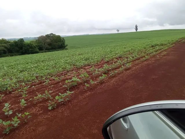 Fazenda de 189 alqueires entre a Usina da Corol (Rolandia)  e - Foto 4