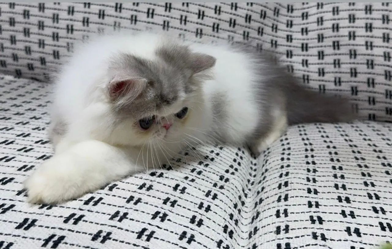 Gato persa disponível com pedigree 