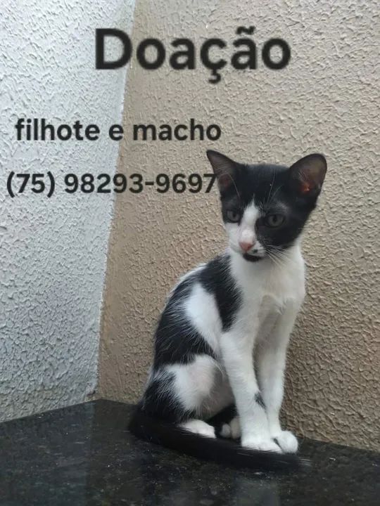 Gatinha Fofa para Adoção - Foto 3