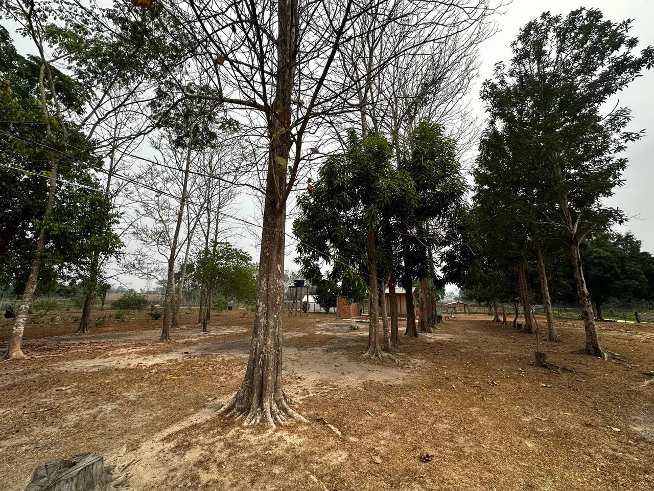  Vendo uma colônia de 15 hectares, no ramal da alcobras no km15  - Foto 13