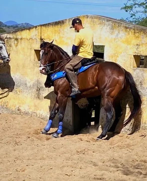 Cavalo Quarto de Milha Puro - Foto 4