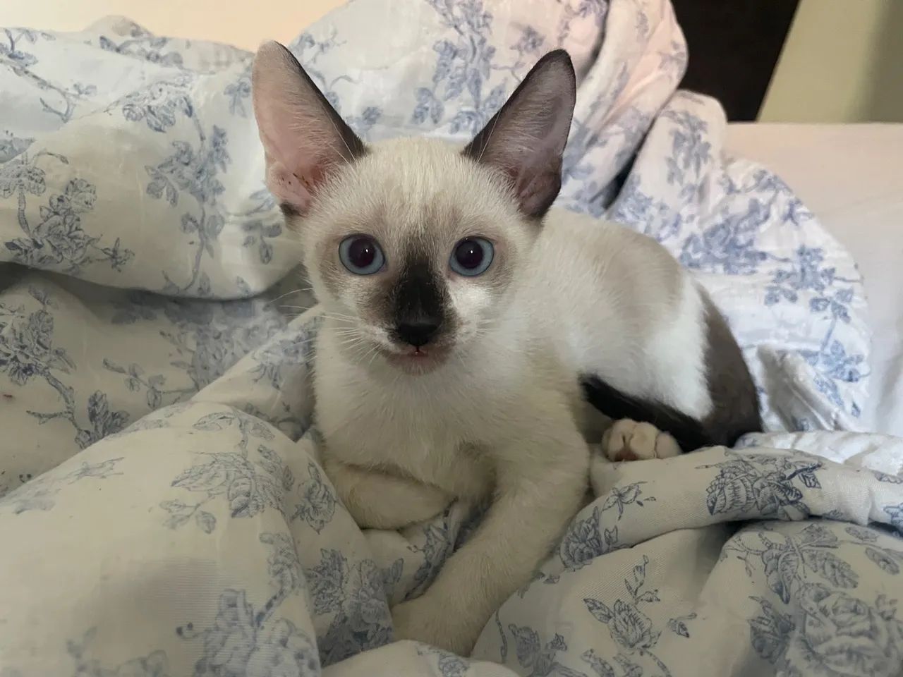 Gatinho macho para adoção