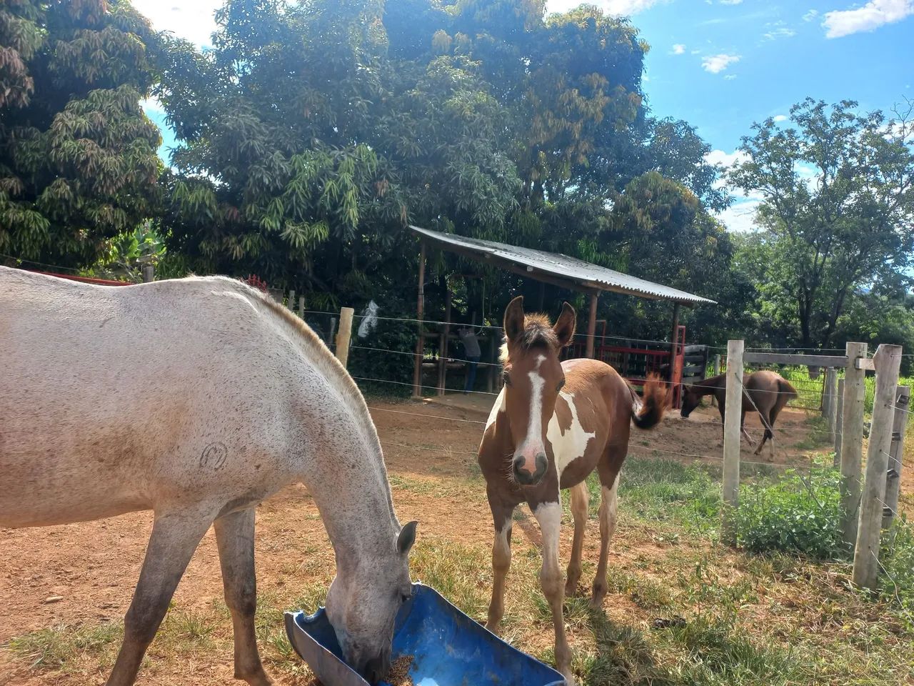 Egua mangalarga registrada, e potro
