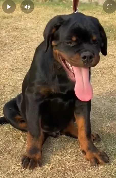 Filhotes com excelente base genética - Rottweiler