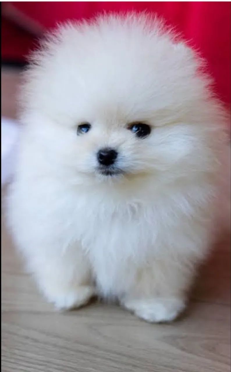 Spitz alemão branquinho anão ele está com 45 dia, vacinado e vermifugado,. - Foto 2