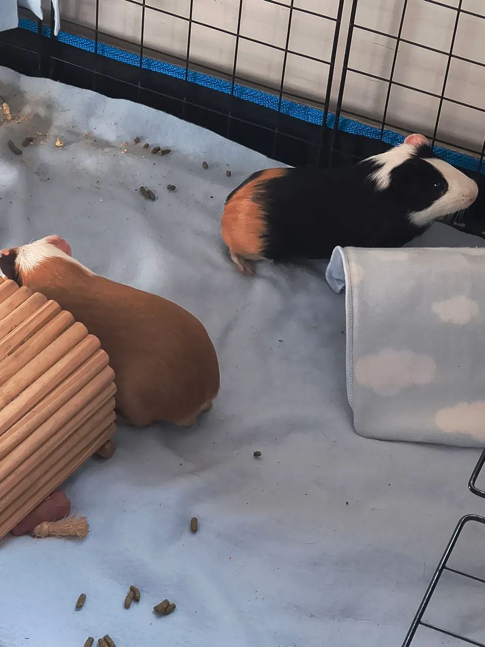 Porquinhos da Índia 