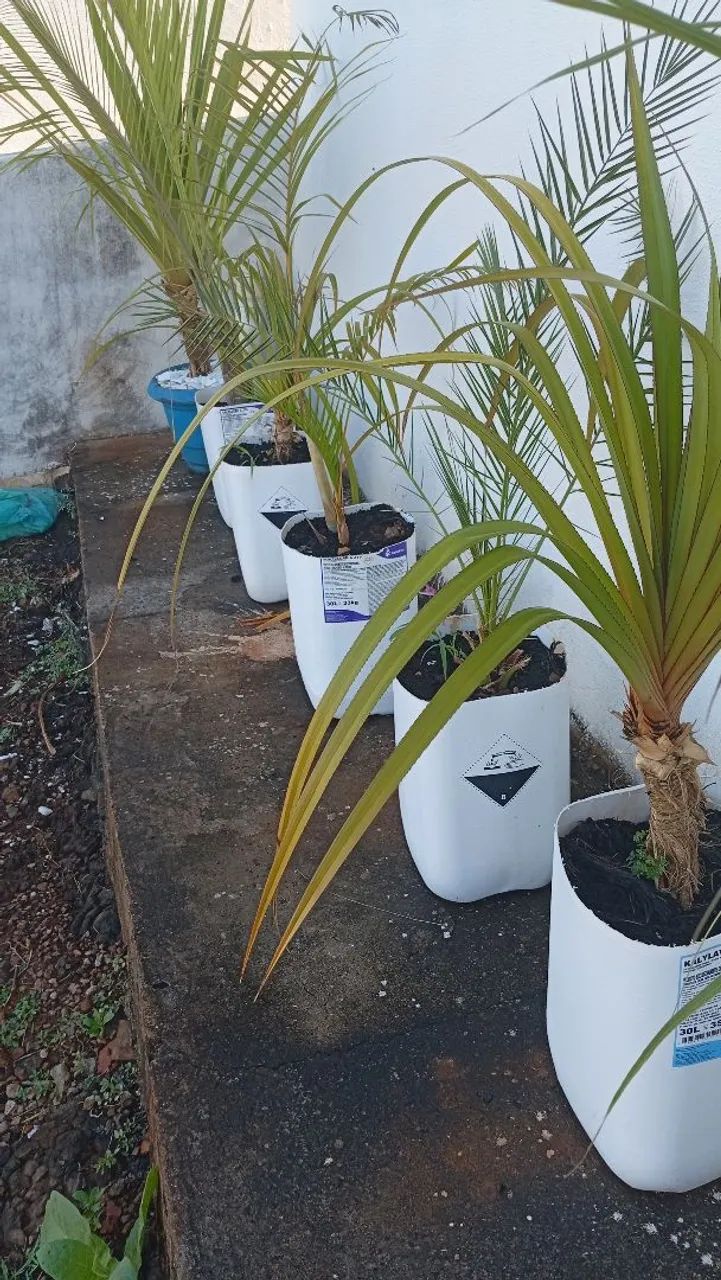 Comércio de plantas ornamentais  - Foto 2