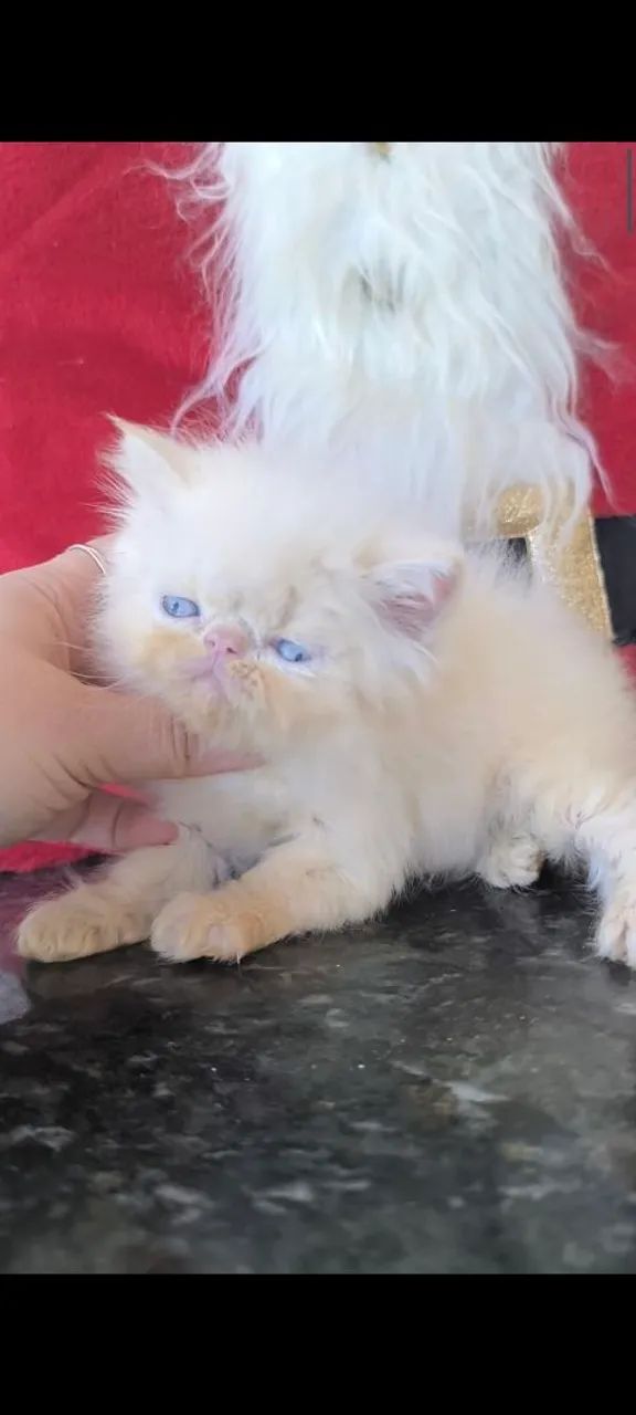 Gata Persa Himalaia Olhos azuis 