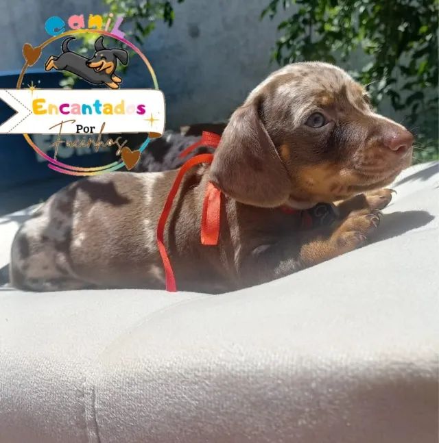 Dachshund basset salsicha O Original 