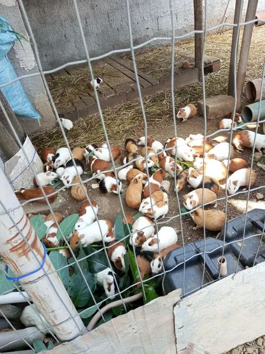 Porquinho da Índia - Foto 2