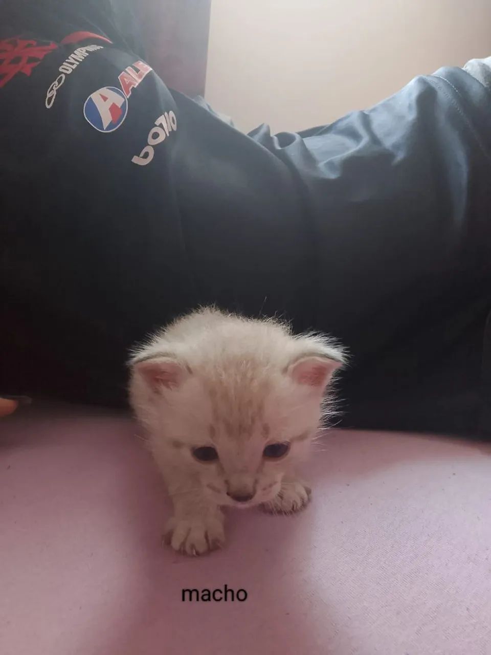 Gatinho doação 