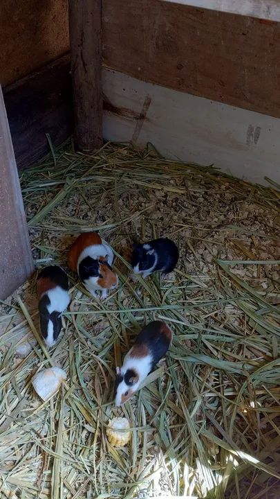 Porquinho da índia  - Foto 3