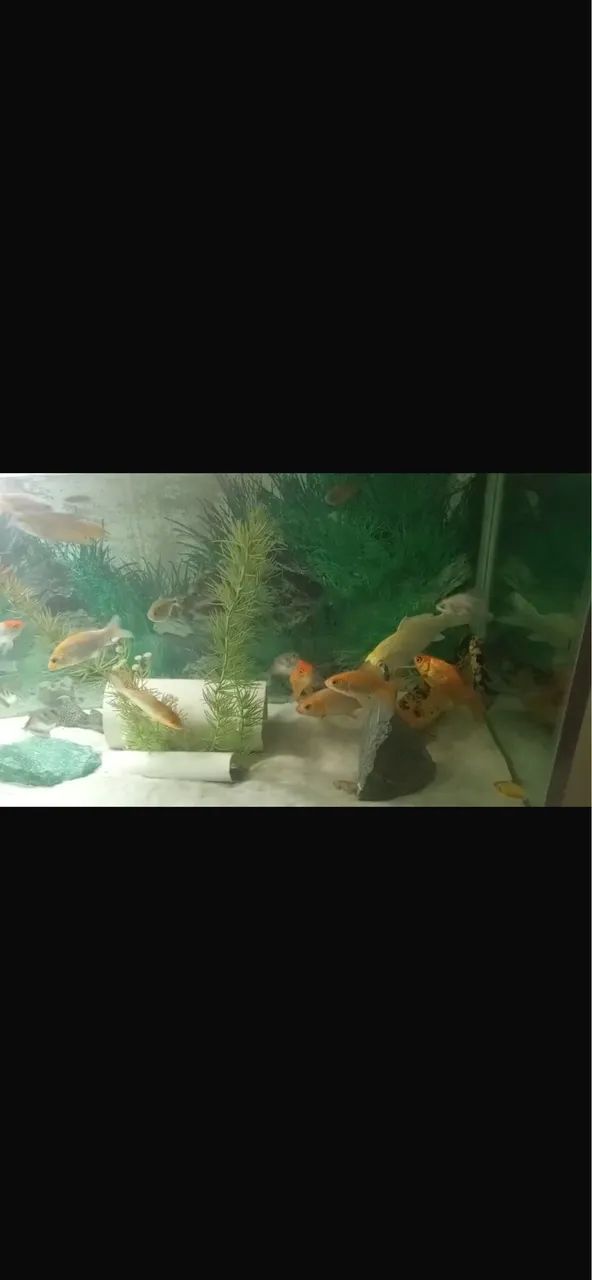 Aquário jumbo pra vender logo - Foto 2
