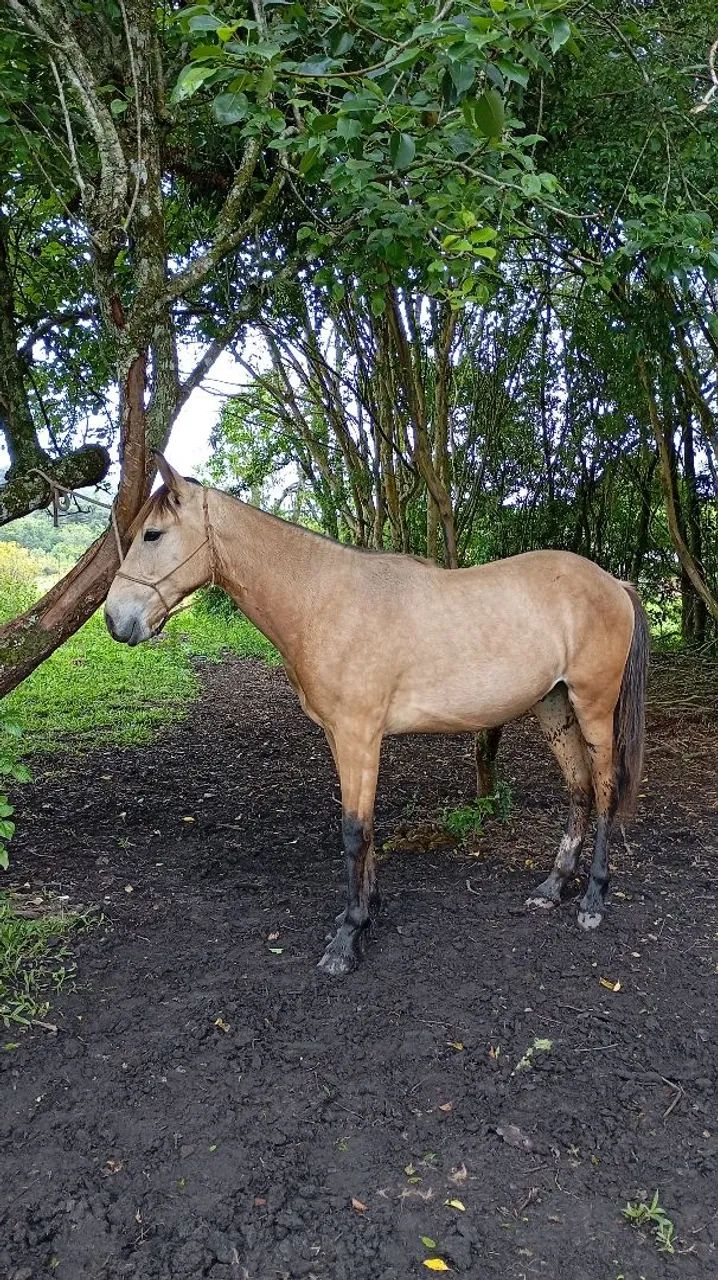 POTRO DE 1 ANO E 3 MÊSES À VENDA