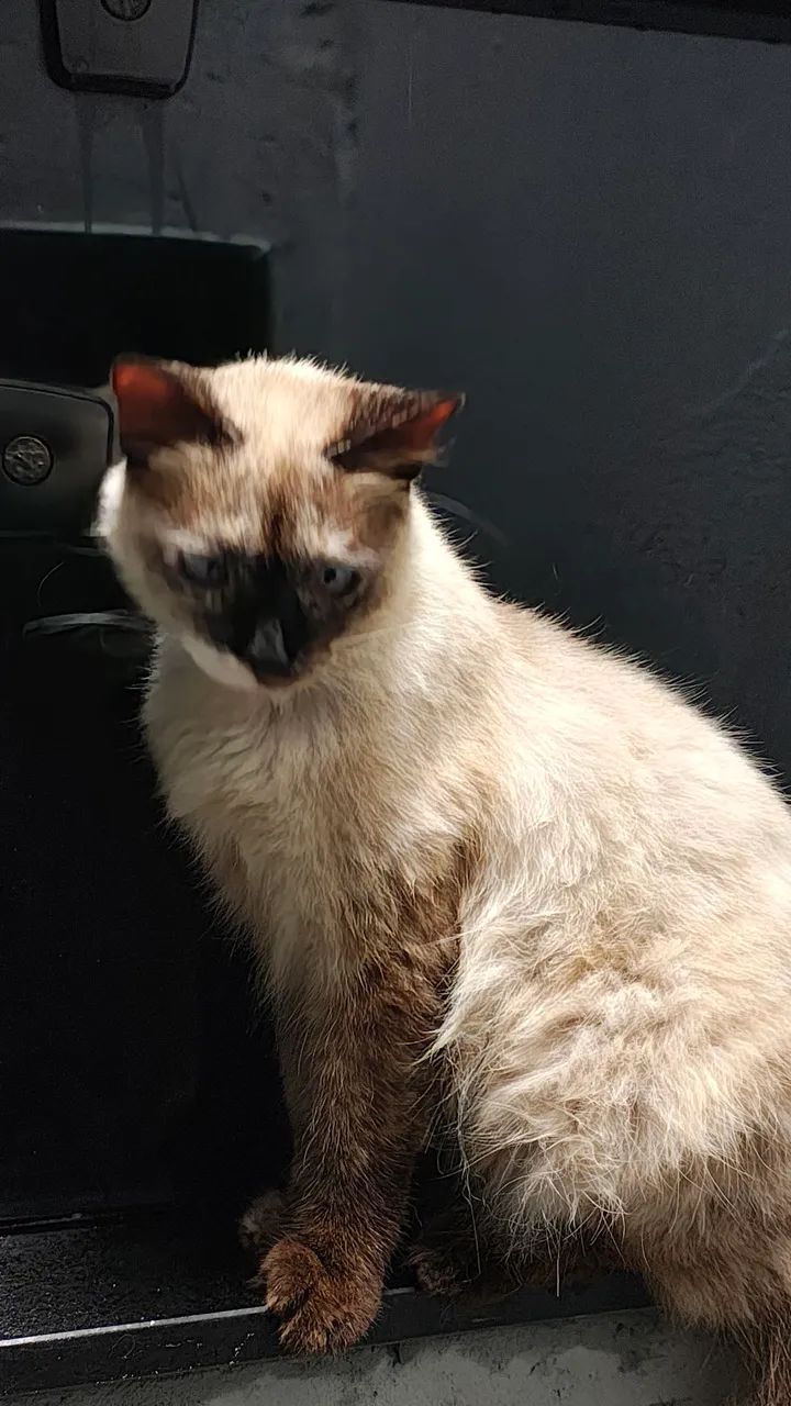 Gata Siamês para Adoção - Foto 5