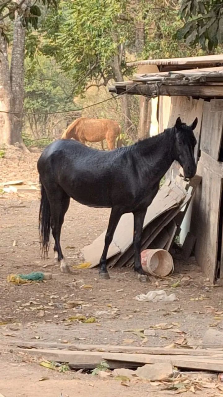 Égua Preta Marchadeira - Mangalarga 