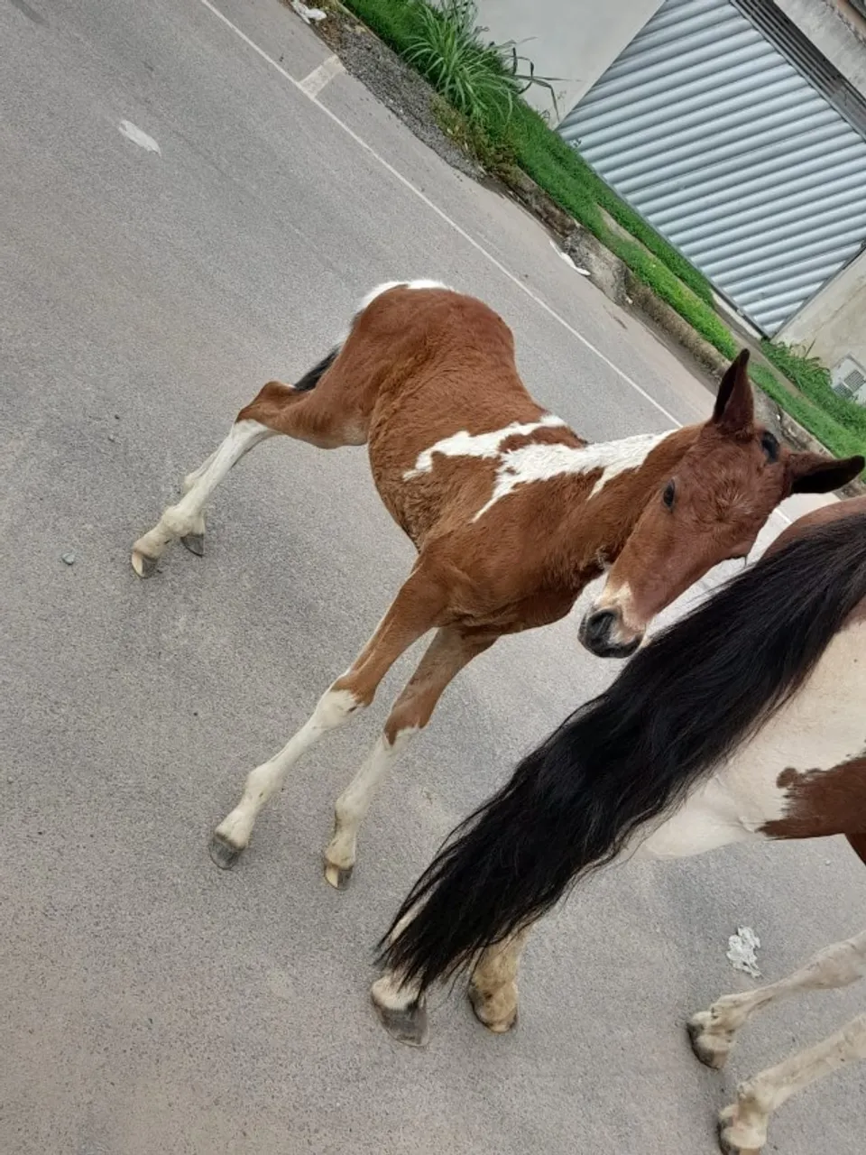 Cavalo