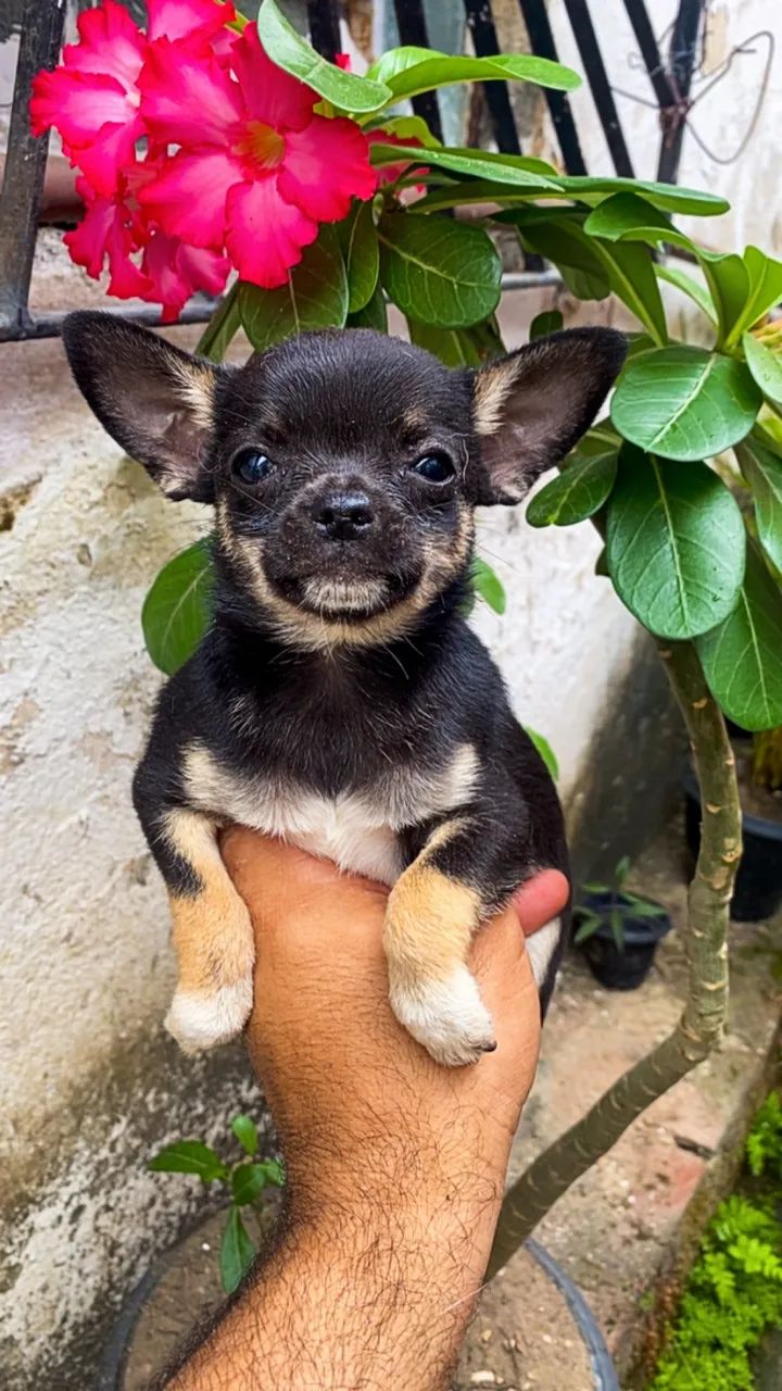 Fêmeas de Chiuauua pelo curto  - Foto 6