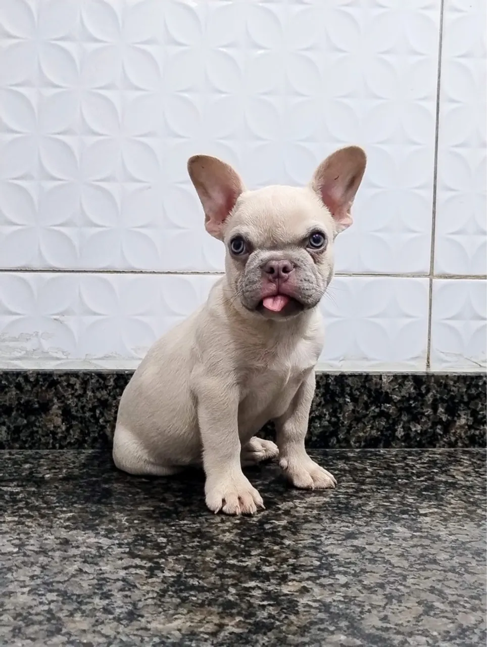 Buldogue Francês.  Essa fofura pode ser seu !!!
