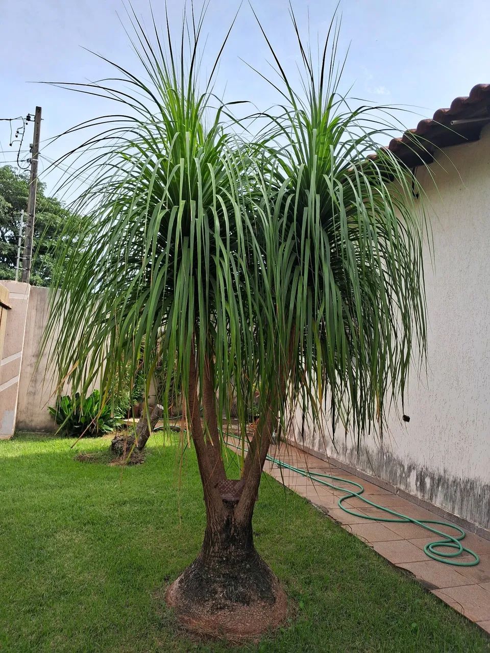 Pra vender hoje PATA DE ELEFANTE 