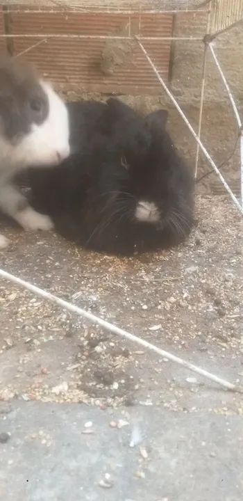 Vende-se um casal de coelhos reprodutor - Foto 4