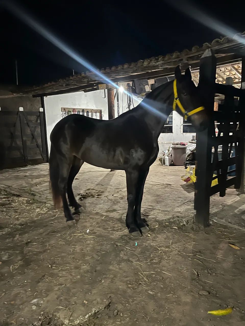 egua registrada  - Foto 2