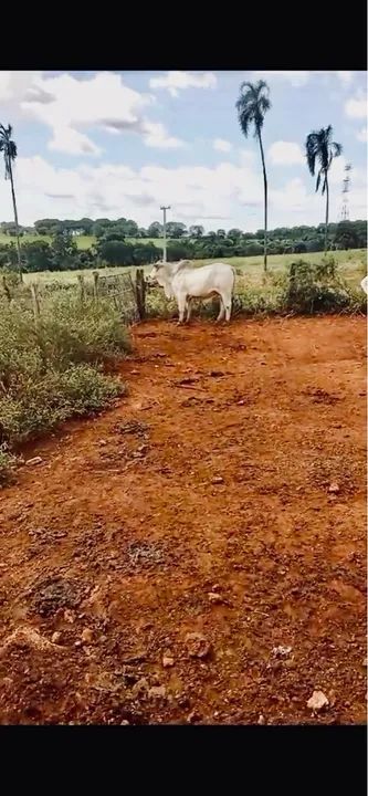 Touros Nelores - Foto 4