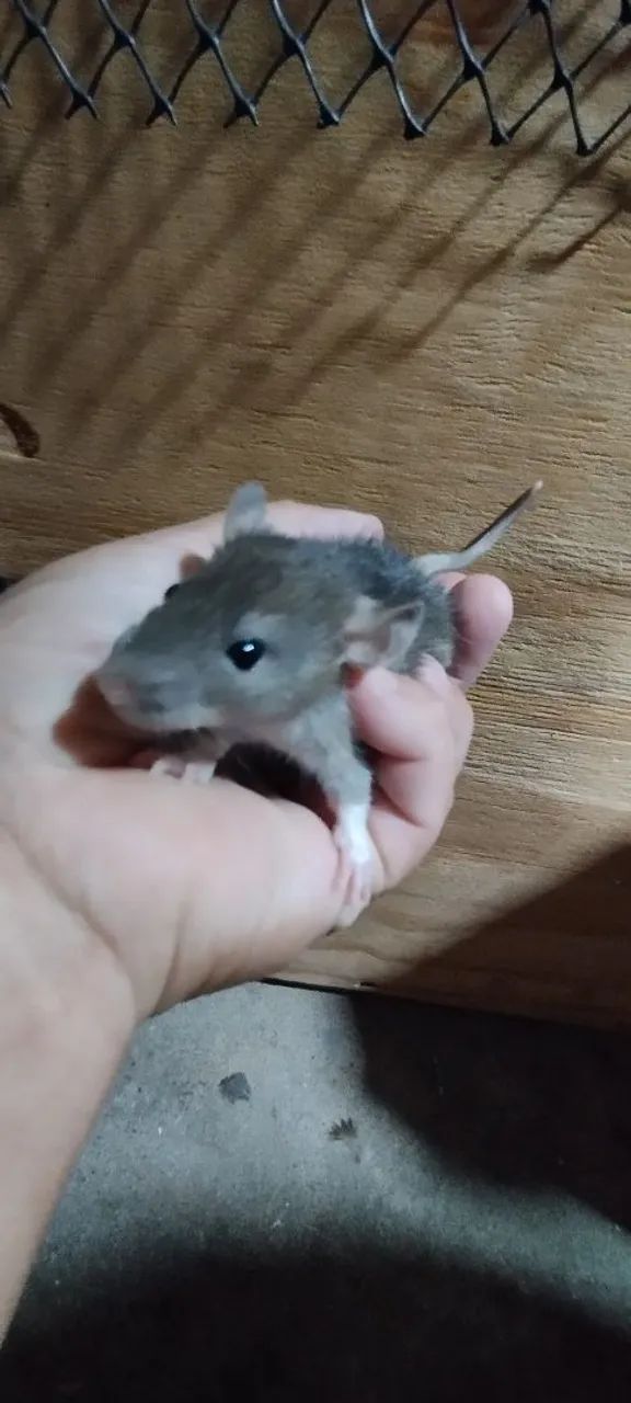 Filhotes de ratos Twisters  - Foto 3