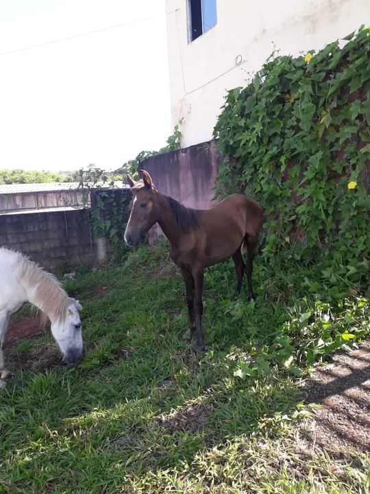 Égua Branca & Cavalo dóceis e mansos  - Foto 2
