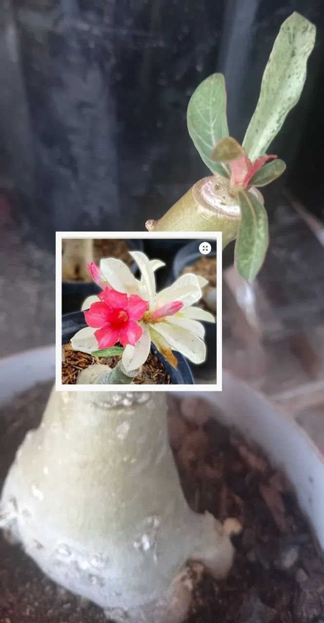 Rosa do deserto variegata 64292884520963120