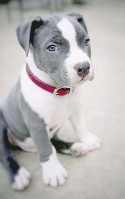 Pit Bull Filhotes ideais para família e ótimo convívio