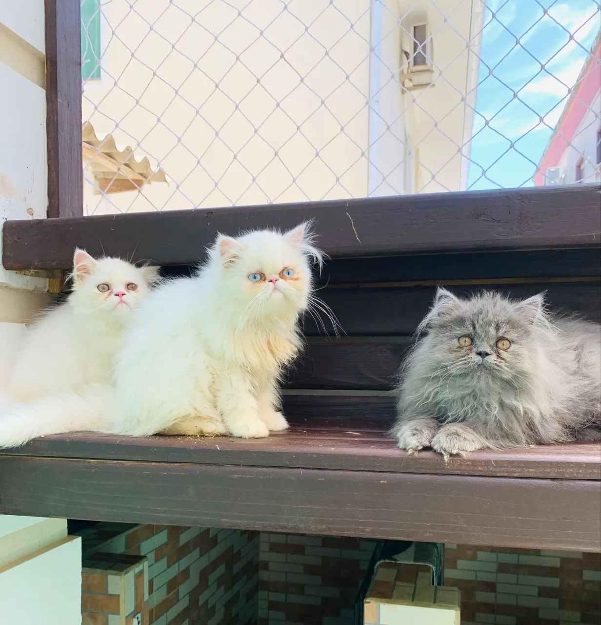 FILHOTES GATO PERSA - Foto 5