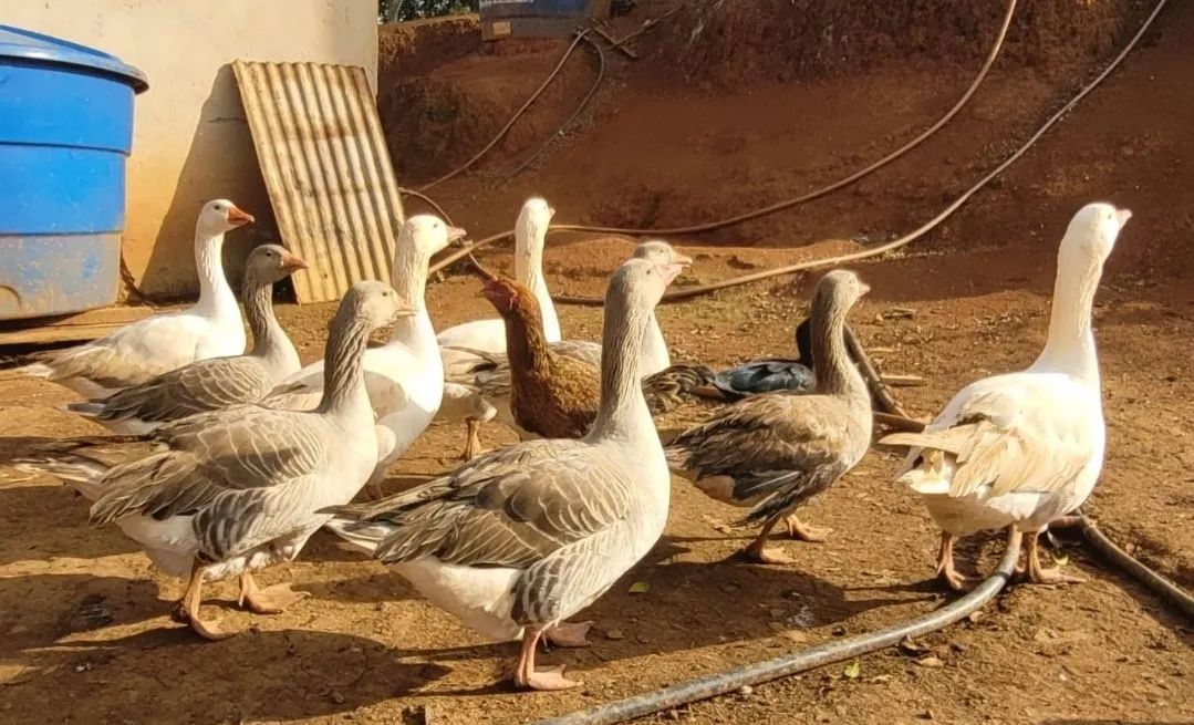 Galinhas Caipiras e Gansos - Foto 5