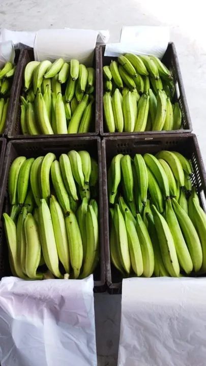 Muda de Banana BRS Terra Anã
