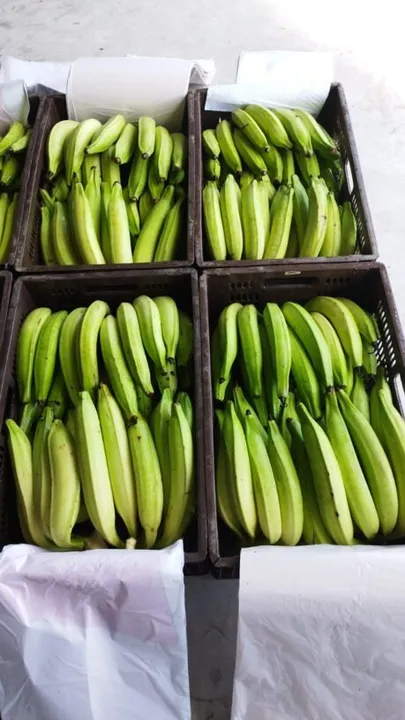 Muda de Banana BRS Terra Anã