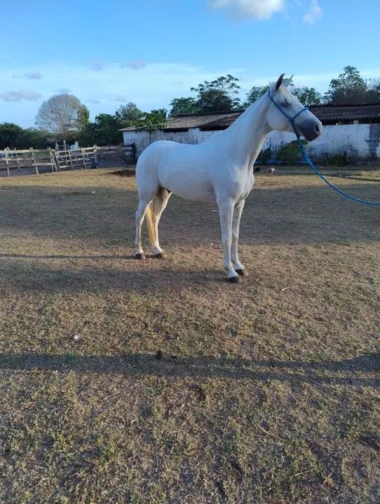 Vendo mangalarga marchador 