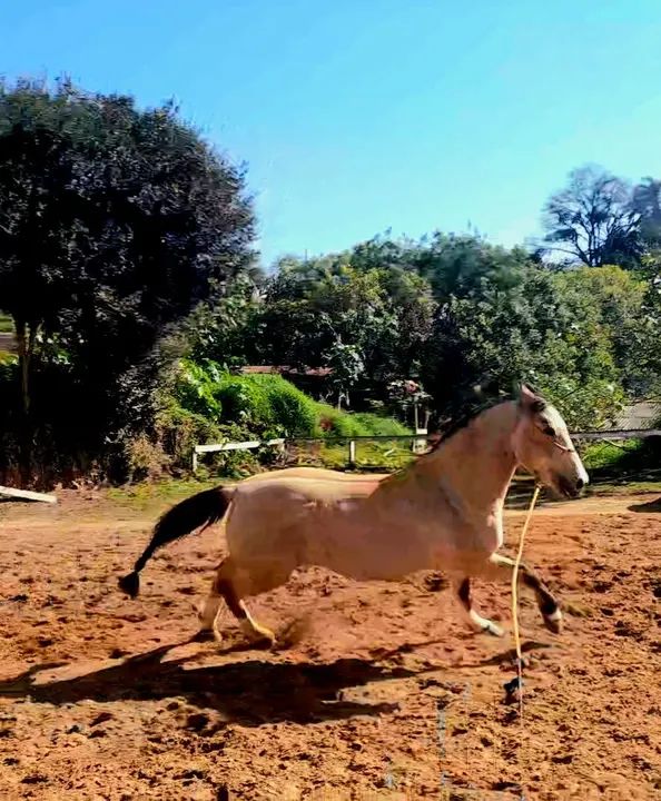 Cavalo Crioulo Confirmado  - Foto 6