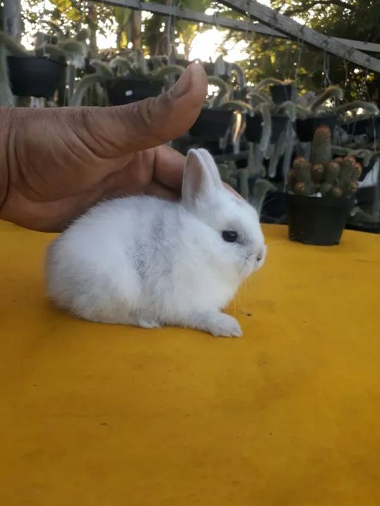 Coelho anão importado megpie - Foto 5