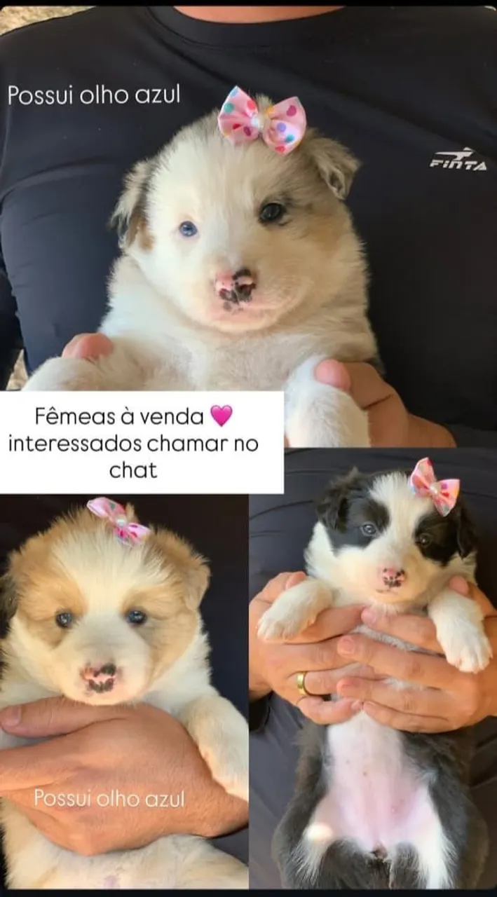 Filhotes de Border Collie BH - Vacinados e puros