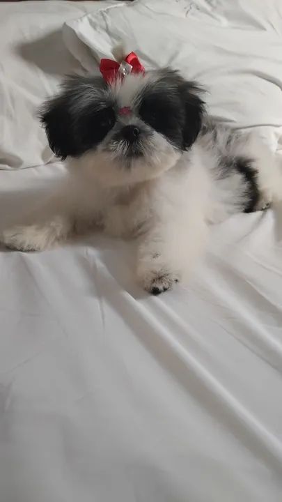 Shih Tzu Fêmea - Filhote - Foto 3