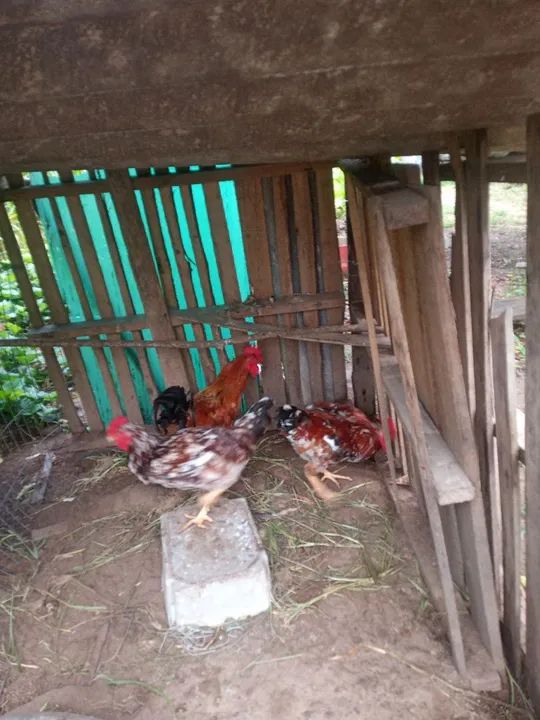 Frangos pintados  lindos