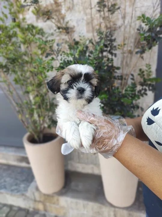 Lhasa Apso os mais saudaveis e legetimos pacotinhos de amor  - Foto 3