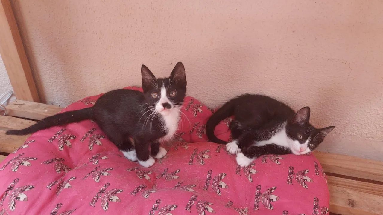 ADOÇÃO RESPONSÁVEL - CANOAS/RS - Foto 4