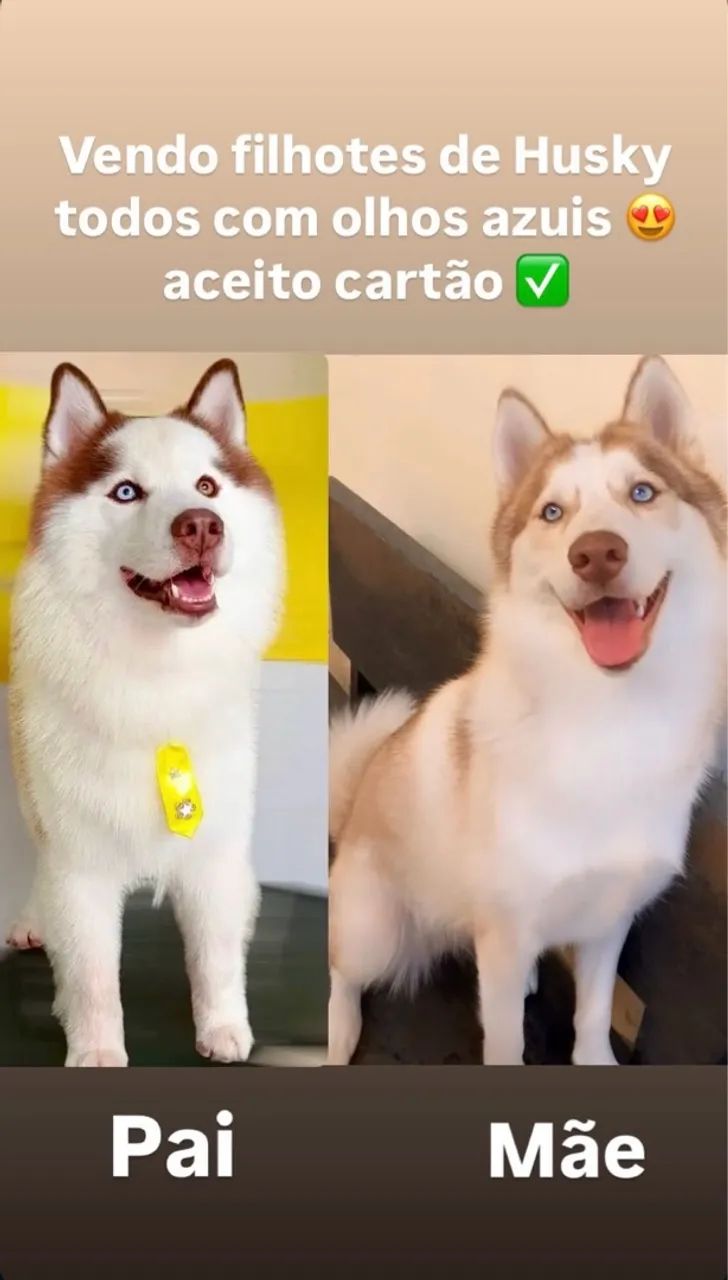 Filhotes de Husky Siberiano com Olhos Azuis