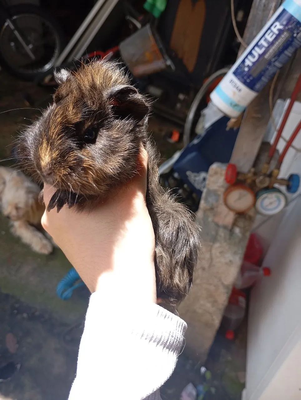 Filhote de Porquinho da Índia  - Macho - Foto 5